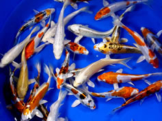 Koi available, Lakeville MN