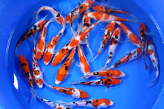 Koi available, Lakeville MN
